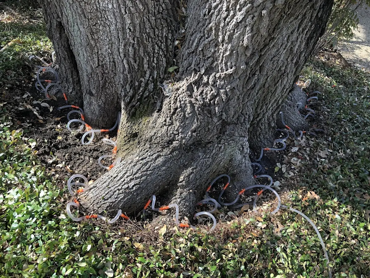 Detailed Tree Cabling and Bracing job site in White Plains