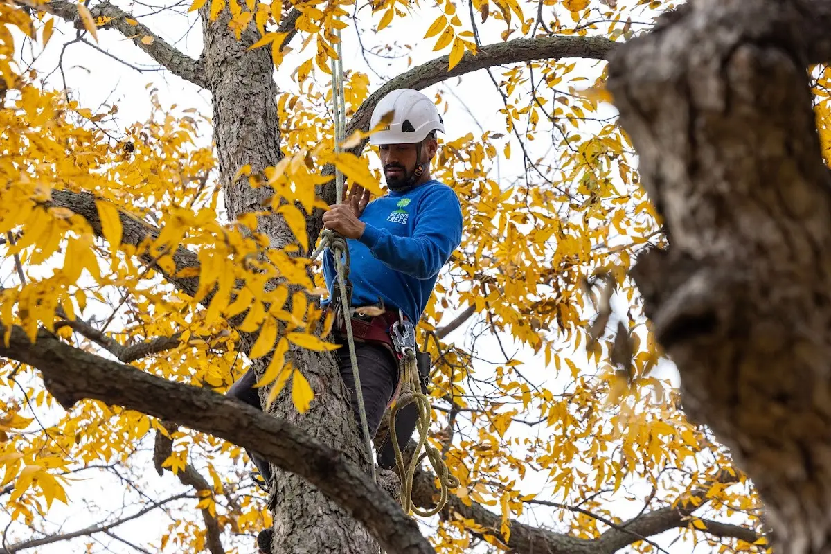 Skilled Tree Planing crew working in White Plains
